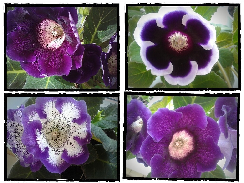 Глоксиния фото комнатный цветок уход и размножение Глоксиния фото комнатный цветок уход и размножение