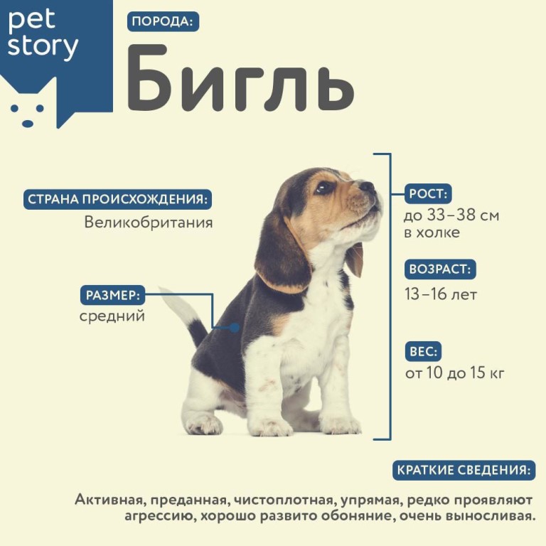Бигл Бай Интернет Магазин