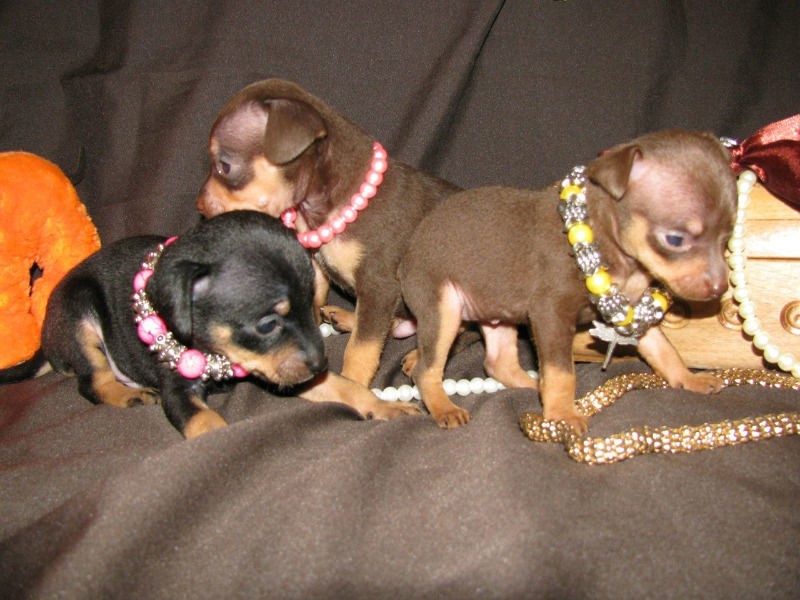 Как выглядит щенки той терьера фото Как выглядит щенки той терьера фото