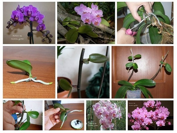 Как размножить орхидею фото пошагово Как размножить орхидею фото пошагово