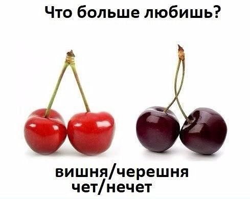 Вишня и черешня отличия фото Вишня и черешня отличия фото