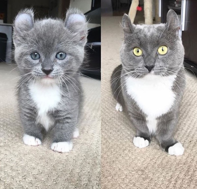 Как меняется котенок фото Как меняется котенок фото