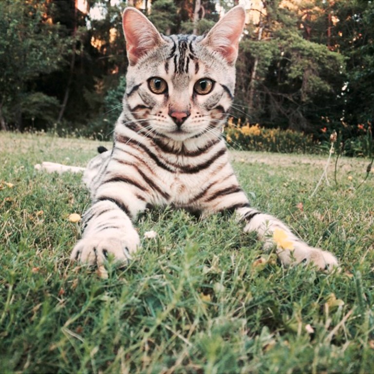 Полосатый котик фото Полосатый котик фото