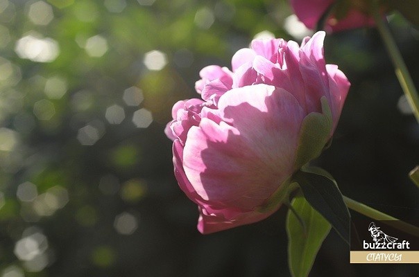 Макро фото пиона Макро фото пиона