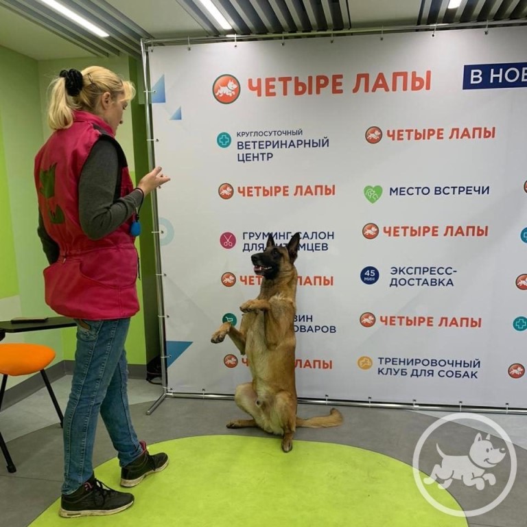 Магазин 4 Лапы Ногинск