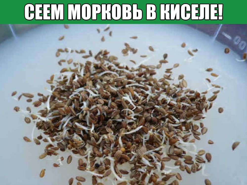 Как выглядят семена моркови для посадки Как выглядят семена моркови для посадки