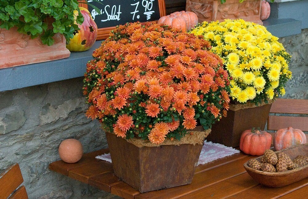 Мультифлора хризантема в горшках фото Мультифлора хризантема в горшках фото