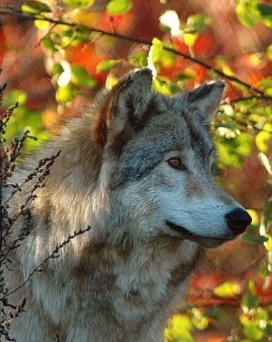 Волк осенью фото Волк осенью фото