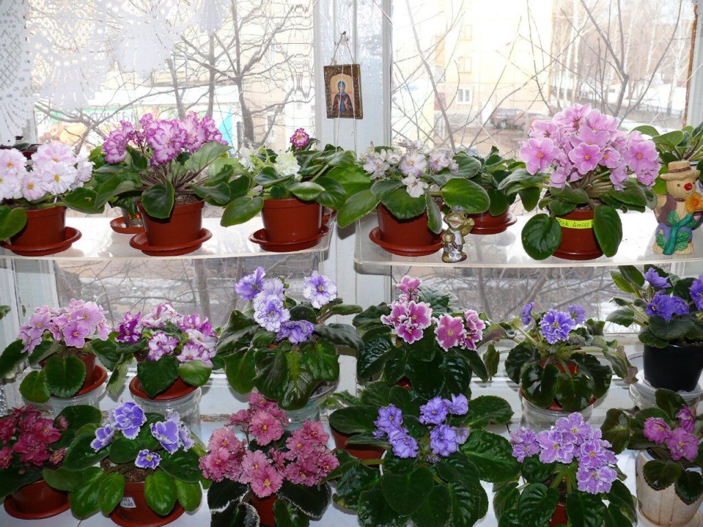 Сколько Стоит Фиалка В Магазине