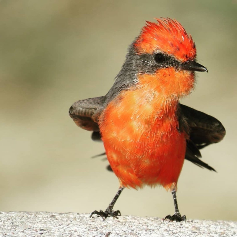 Красный тиранн