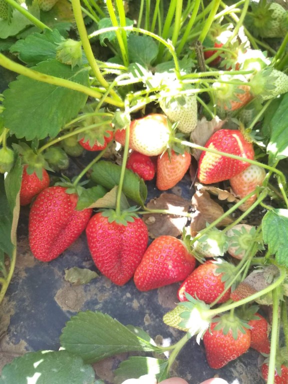 Клубника альба отзывы фото Клубника альба отзывы фото