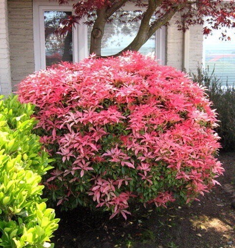 Пиерис в ландшафтном дизайне фото Пиерис в ландшафтном дизайне фото