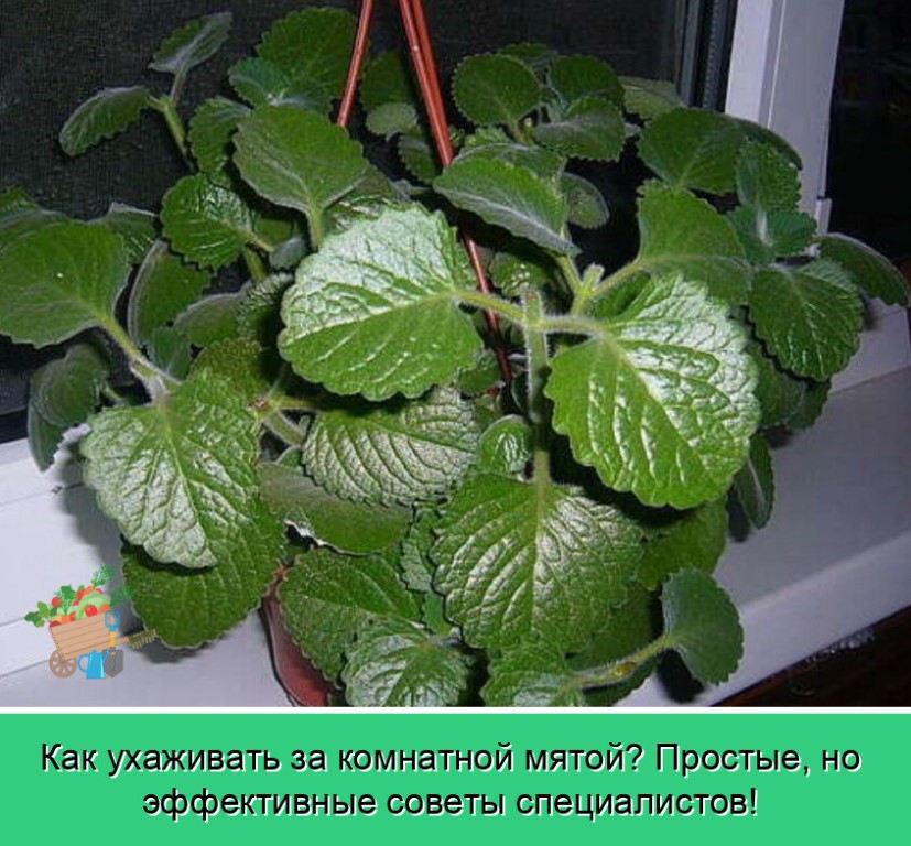 Мятное дерево комнатное растение фото описание Мятное дерево комнатное растение фото описание