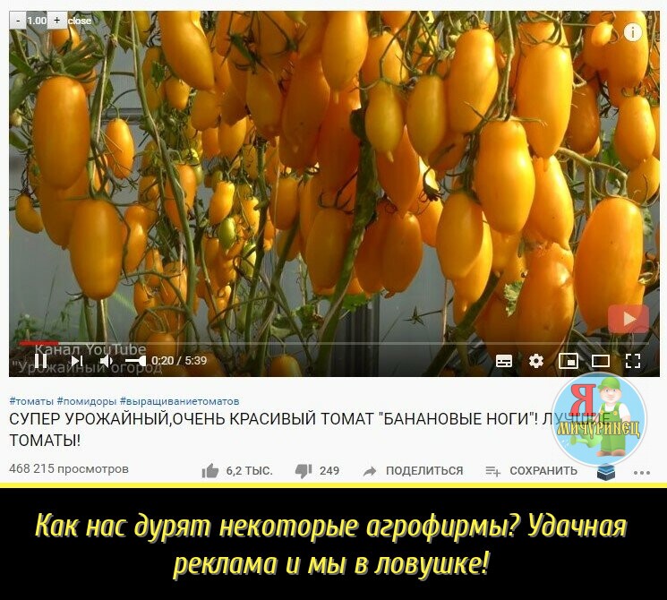 Томаты сорт банановые ноги отзывы фото Томаты сорт банановые ноги отзывы фото