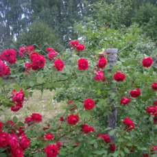 image?t=52&bid=803112915136&id=803112915